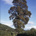 15964948 Tall Somerset elm/ quotation 5 (Forster)