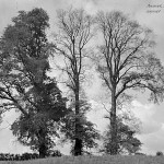 Blisworth dead elms quotation 14 (Shakespeare)