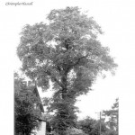 Leek Wootton quotation 21 (Christopher Hassall)